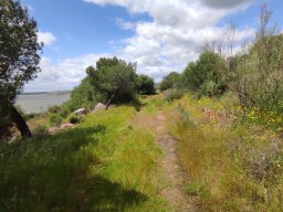 Flora del Cerro Masatrigo